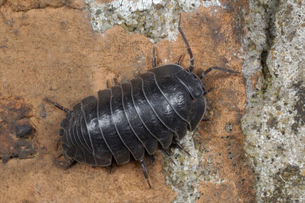 Southern Pill Woodlouse