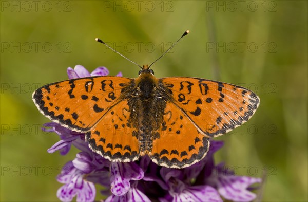 Spotted Fritillary