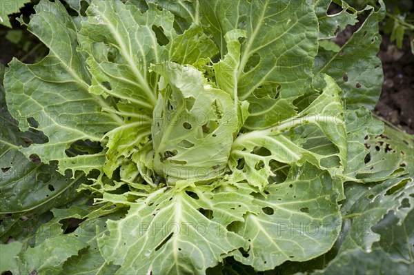 Cabbage white