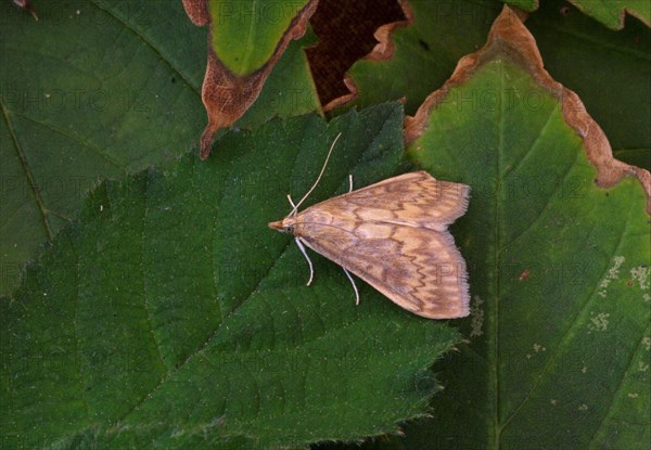 European Corn-borer