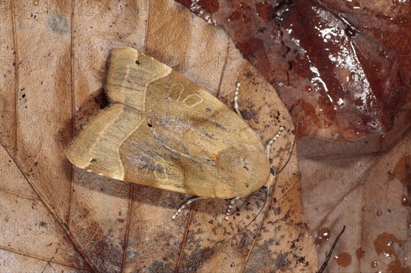 Broad-bordered yellow underwing