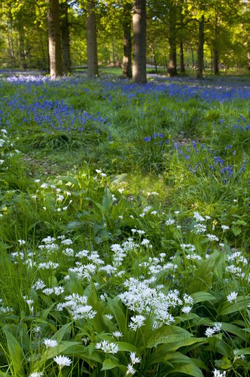 Ramsons