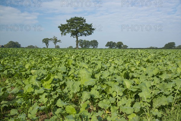 Kale