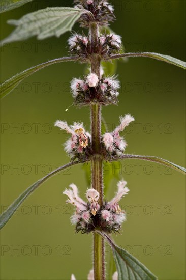 Motherwort