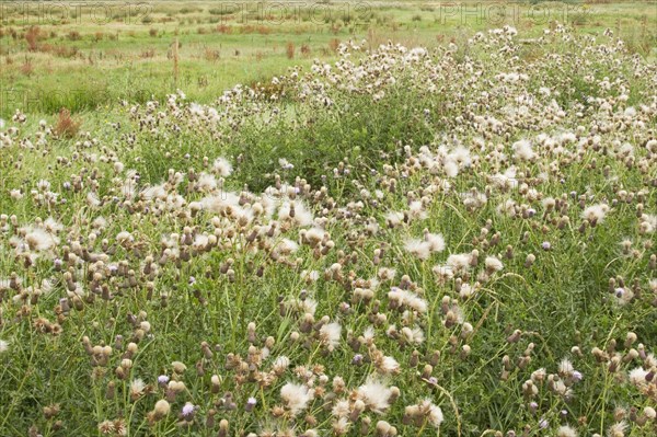 Mass of creeping thistle