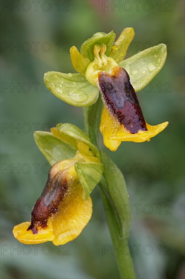 Yellow Bee Orchid