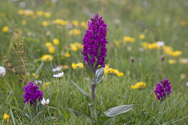 Flowering Northern Marsh Orchid