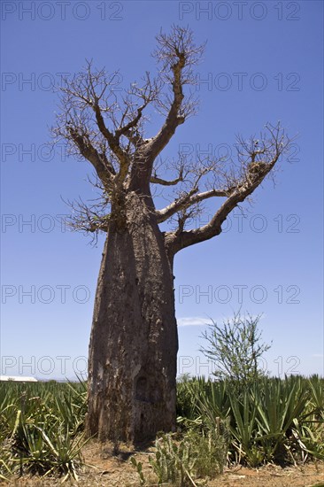 Baobab