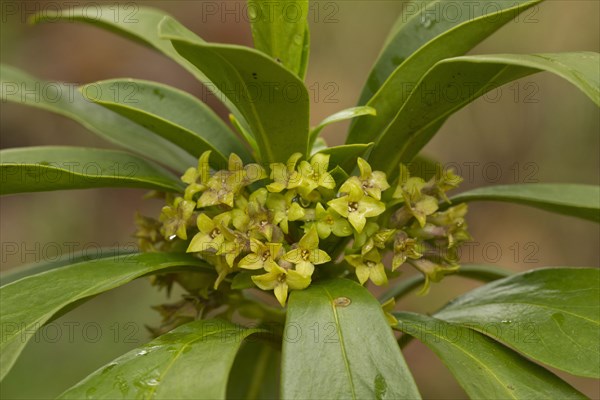 Spurge Laurel