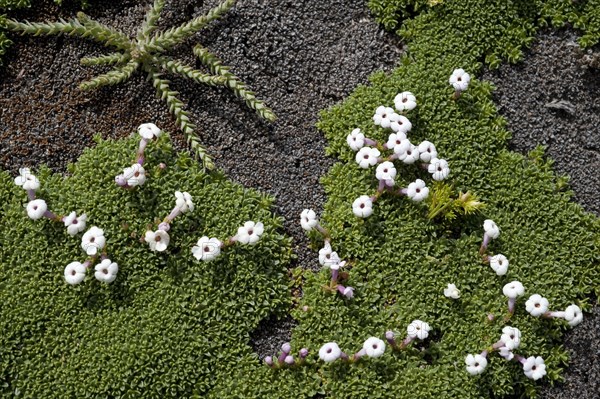 Flowering Benthamiella