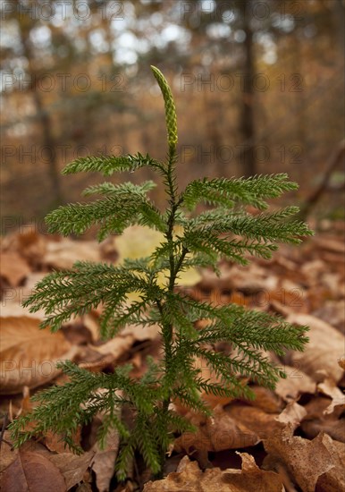 Blue Ground-cedar