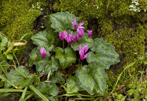 Repand Cyclamen