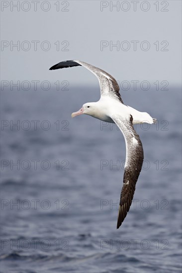 Southern king albatross
