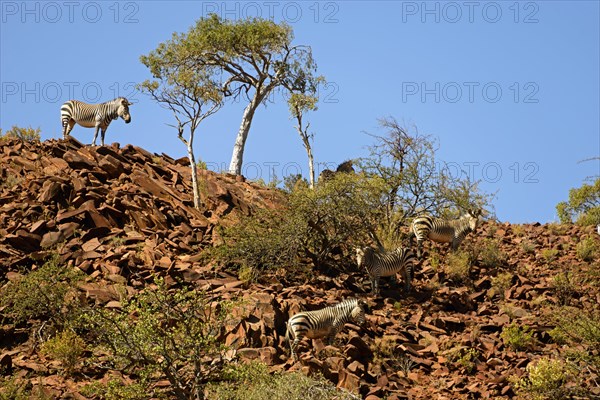 Hartmann's Mountain Zebra