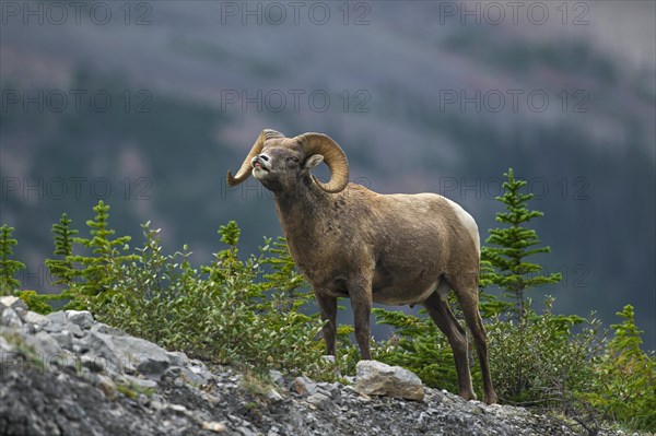 Bighorn sheep