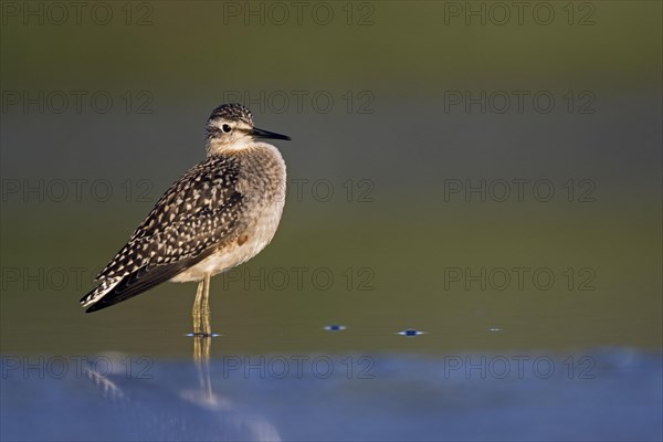 Wood sandpiper