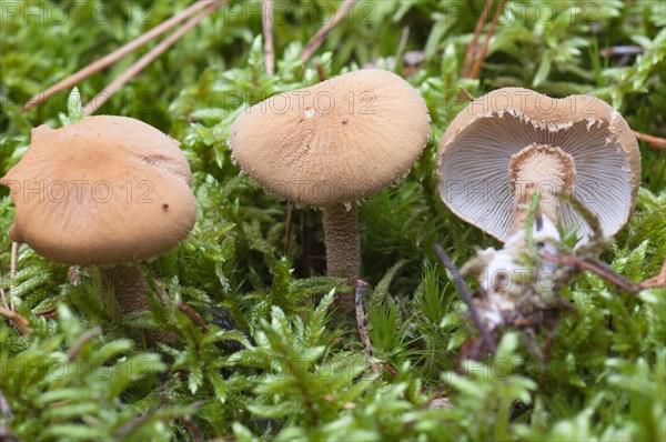 Amiant grain parasol