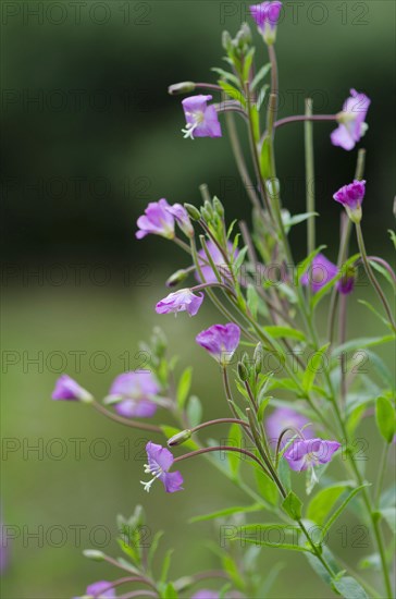 Shaggy willowherb