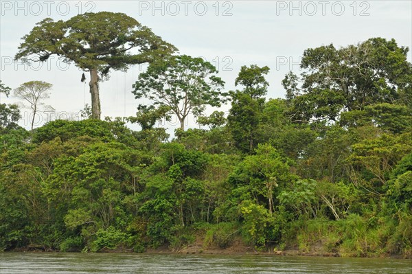 Napo River