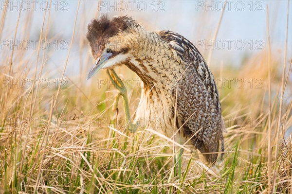 Bittern