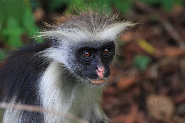 Red colobus monkey