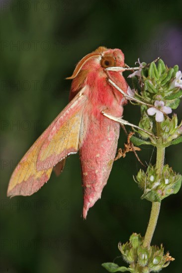 Small elephant hawk-moth