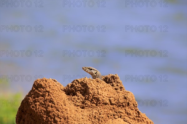 Bengal bengal monitor