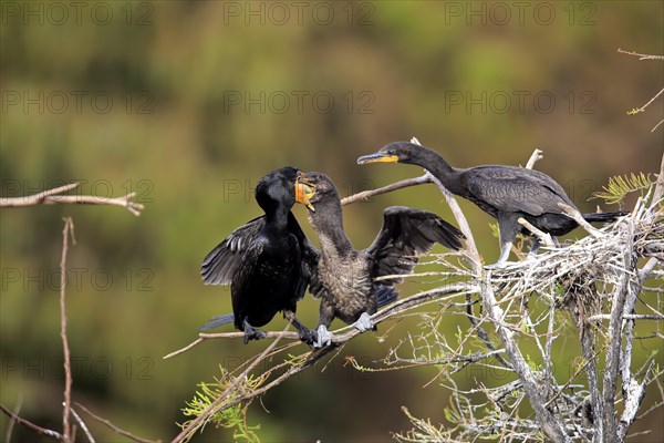 Olivaceous cormorant