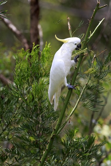 Sulphur-crested cockatoo