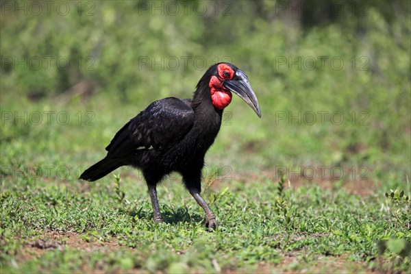 Southern ground hornbill