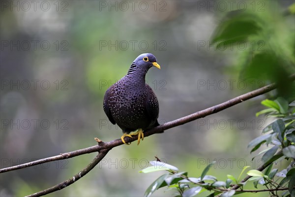 African Olive Pigeon