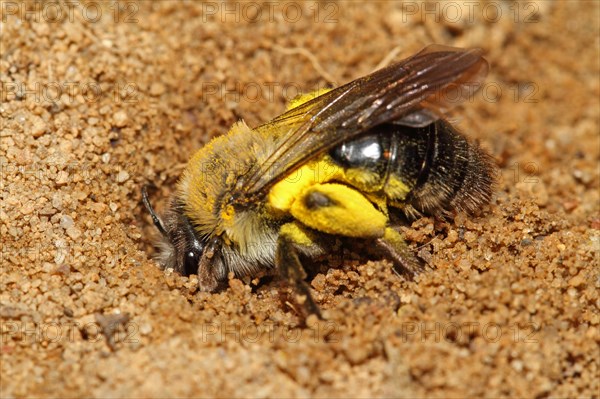 Grey-backed Mining-bee