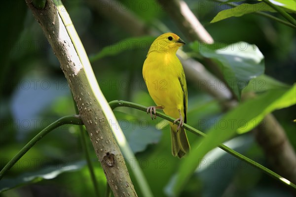 Saffron Finch