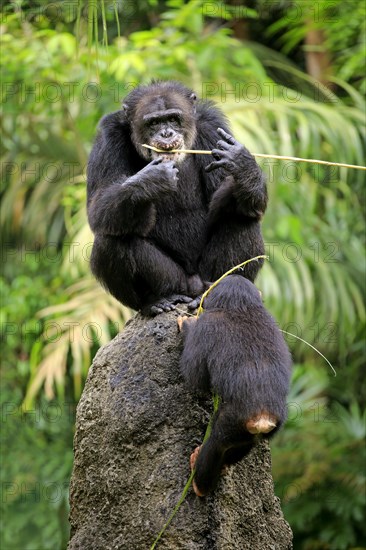 Chimpanzee