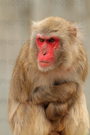 Red-faced macaque