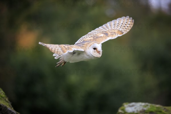 Barn Owl