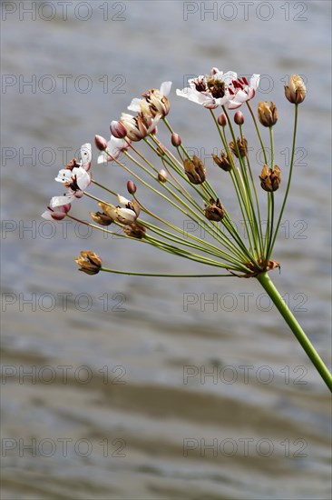 Swan flower