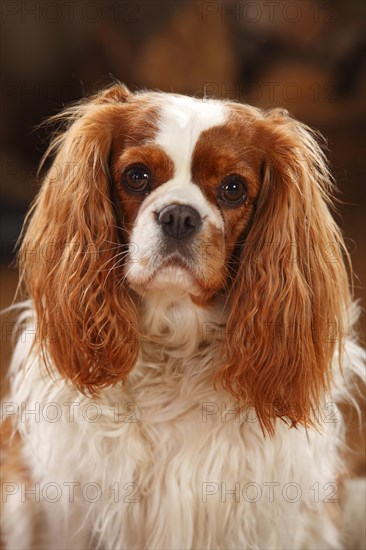 Cavalier King Charles Spaniel