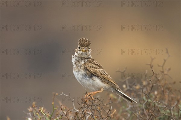 Lesser lesser short-toed lark