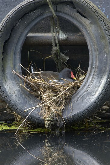 Common Moorhen