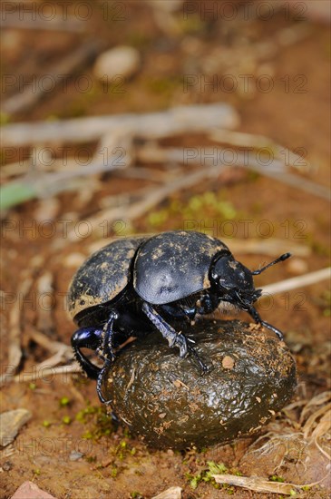 Adult Dor beetle