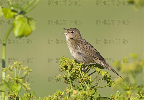 Grasshopper Warbler