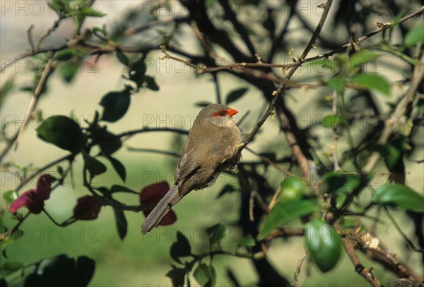 Waxbill