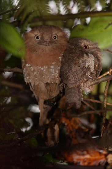 Sri Lanka sri lanka frogmouth