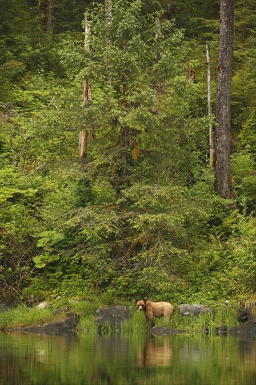 Adult grizzly bear