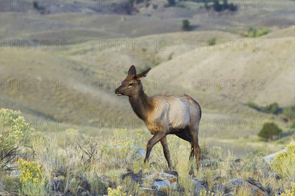 Young female American elk