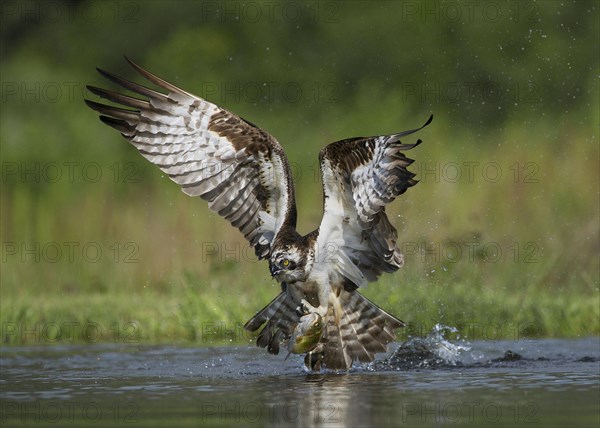 Osprey