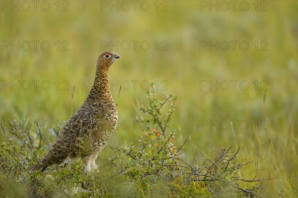 Willow Grouse