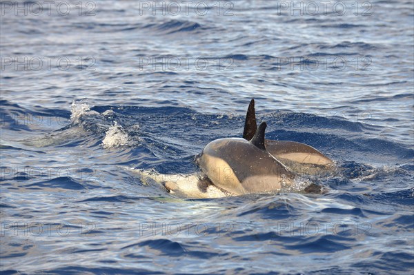 Short-beaked Common Dolphin