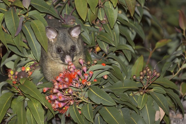 Common common brushtail possum